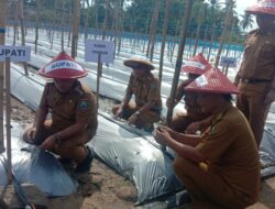 Bupati Lamsel H.Nanang Ermanto Menanam Bibit Buah Melon