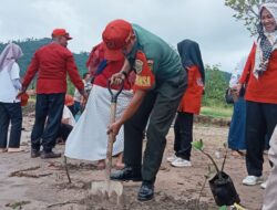 Babinsa Kodim 0421/Ls, Peduli Lingkungan Dampingi Mahasiswa Unila KKN Penanaman Mangrove