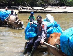 Kisah Unik Polisi Bantu Pendistribusian Logistik Pemilu Gunakan Gerobak Sapi Susuri Laut Hingga Terjebak di Jalan Lumpur