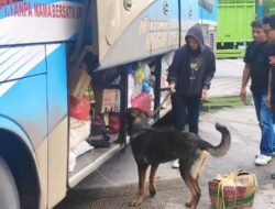 6 Anjing K9 Bantu Lacak Peredaran Narkoba di Pelabuhan Bakauheni, Ini Hasilnya
