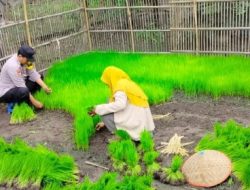 Dukung Ketahanan Pangan, Babinkantibmas Polsek Candipuro Kunjungi Petani di Wilayah Hukumnya