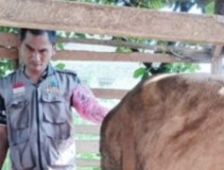Dinas Peternakan Lamsel Luncurkan Inovasi TRIO INSTAN