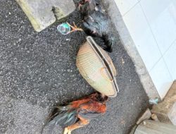 Polisi Gerebek Arena Sabung Ayam di Lampung Selatan, Puluhan Barang Bukti Diamankan