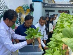 Pakcoy Menghijau, Harapan Bertumbuh — Lapas Kalianda Panen Hasil Pembinaan