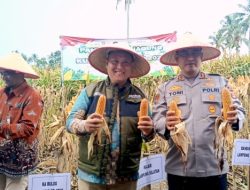 Sinergi Bulog dan Polres Sukseskan Panen Raya Jagung Serentak Kuartal I 2026 di Lampung Selatan