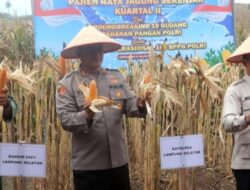 Panen Jagung Simbolis di Desa Kedaton, Kapolres Lampung Selatan Ajak Perkuat Sinergi Ketahanan Pangan